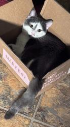 Lost Male Cat last seen Deerfield Dr & Silver Birch Ln, Mount Holly, NC 28120