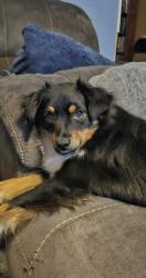 Lost Female Dog last seen Hwy 146 or Cr 2098 or 2066 or 2097 or 2094 or 2099, Liberty, TX 77575