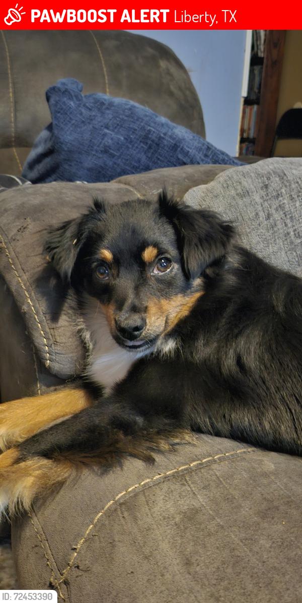 Lost Female Dog last seen Hwy 146 or Cr 2098 or 2066 or 2097 or 2094 or 2099, Liberty, TX 77575