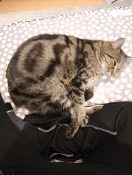Lost Male Cat last seen Dunlop st / union road , Ascot Vale, VIC 3032
