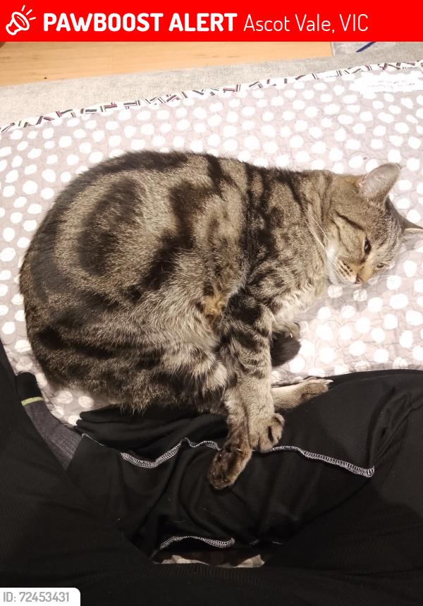 Lost Male Cat last seen Dunlop st / union road , Ascot Vale, VIC 3032