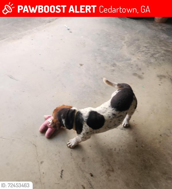 Lost Male Dog last seen Near Wilson Road, Cedartown GA 30125, Cedartown, GA 30125