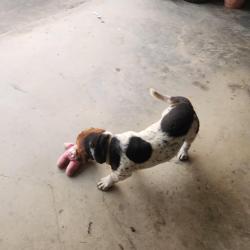 Lost Male Dog last seen Near Wilson Road, Cedartown GA 30125, Cedartown, GA 30125