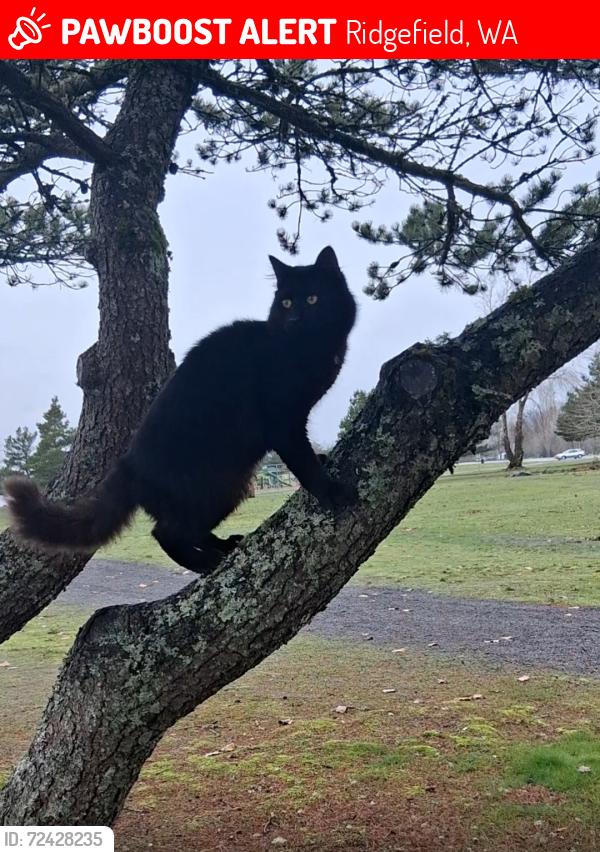 Lost Male Cat last seen Ilani Casino parking lot, Ridgefield, WA 98642