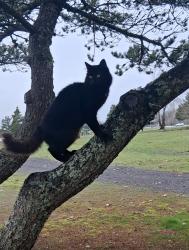 Lost Male Cat last seen Ilani Casino parking lot, Ridgefield, WA 98642