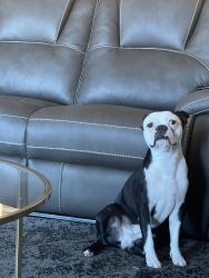 Lost Male Dog last seen Near curry parkway Madison Wisconsin , Madison, WI 53713