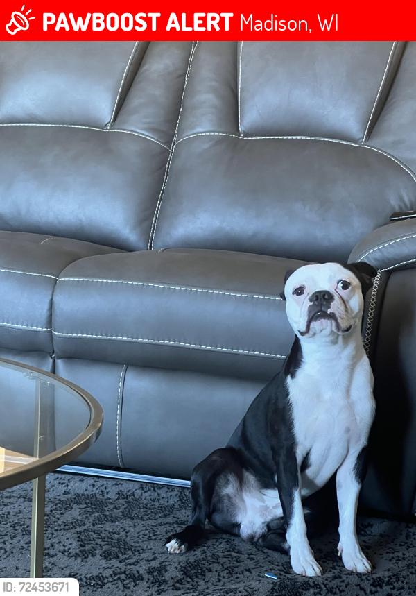 Lost Male Dog last seen Near curry parkway Madison Wisconsin , Madison, WI 53713