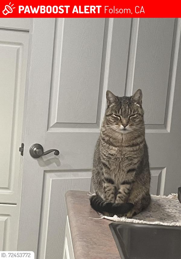Lost Male Cat last seen Sunnywood Lane / Robert’s Road / Inwood Road , Folsom, CA 95630