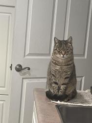 Lost Male Cat last seen Sunnywood Lane / Robert’s Road / Inwood Road , Folsom, CA 95630