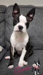 Lost Female Dog last seen North Lane and Pine Hills , Orlando, FL 32808
