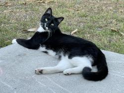 Lost Male Cat last seen Abingdon & Madiera, Port St. Lucie, FL 34953