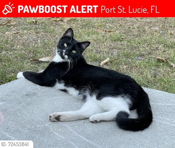 Lost Male Cat last seen Abingdon & Madiera, Port St. Lucie, FL 34953