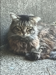 Lost Male Cat last seen Near 9th & Ann, Newport, KY 41071