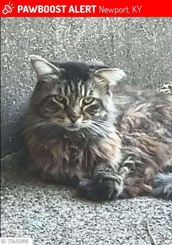 Lost Male Cat last seen Near 9th & Ann, Newport, KY 41071