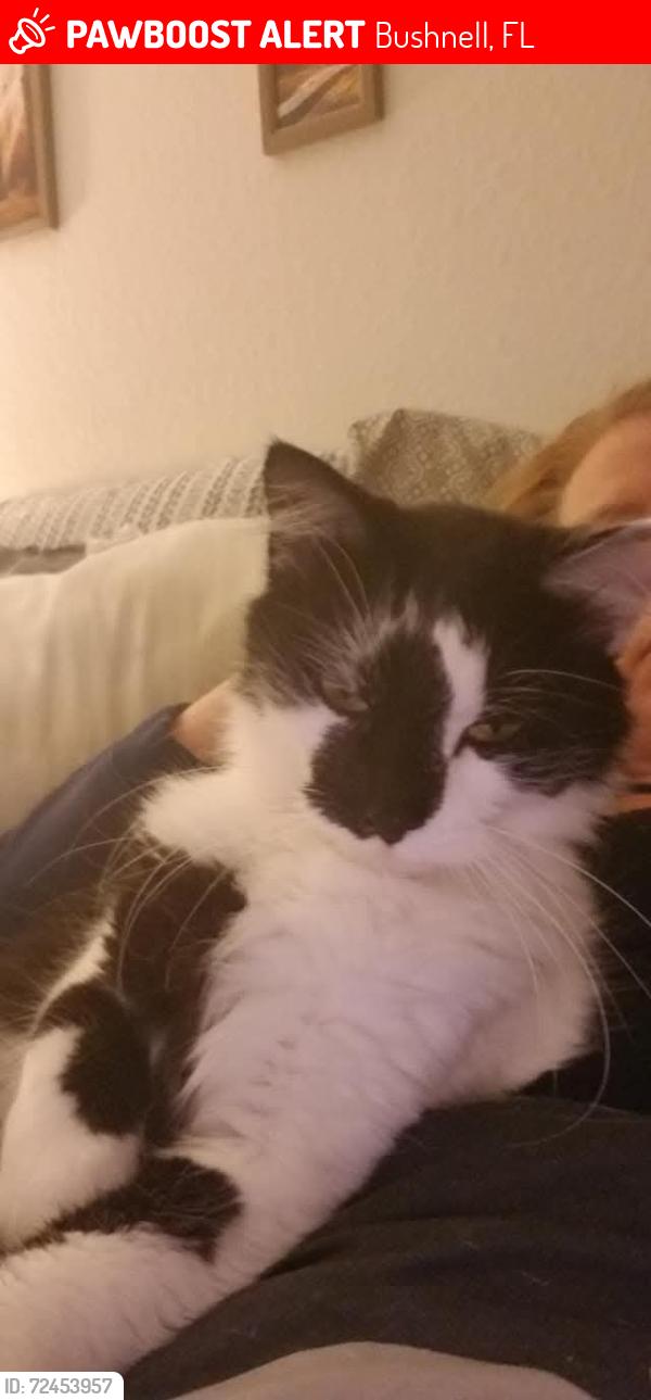 Lost Female Cat last seen Near Bushnell, Bushnell, FL 33513