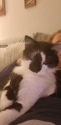 Lost Female Cat last seen Near Bushnell , Bushnell, FL 33513