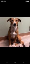 Lost Female Dog last seen Luke rd, Fort Bliss, TX 79908