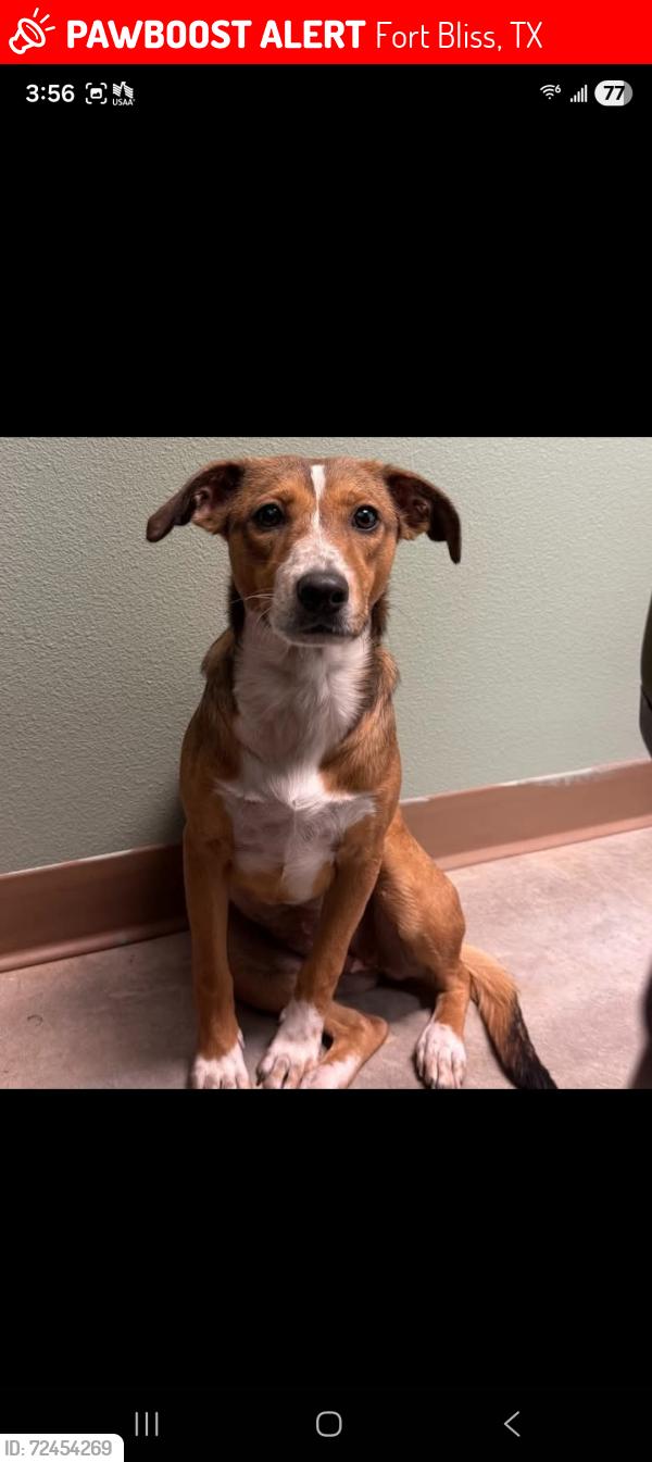 Lost Female Dog last seen Luke rd, Fort Bliss, TX 79908