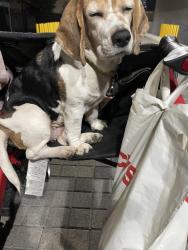 Lost Female Dog last seen Police station , Los Angeles, CA 90014