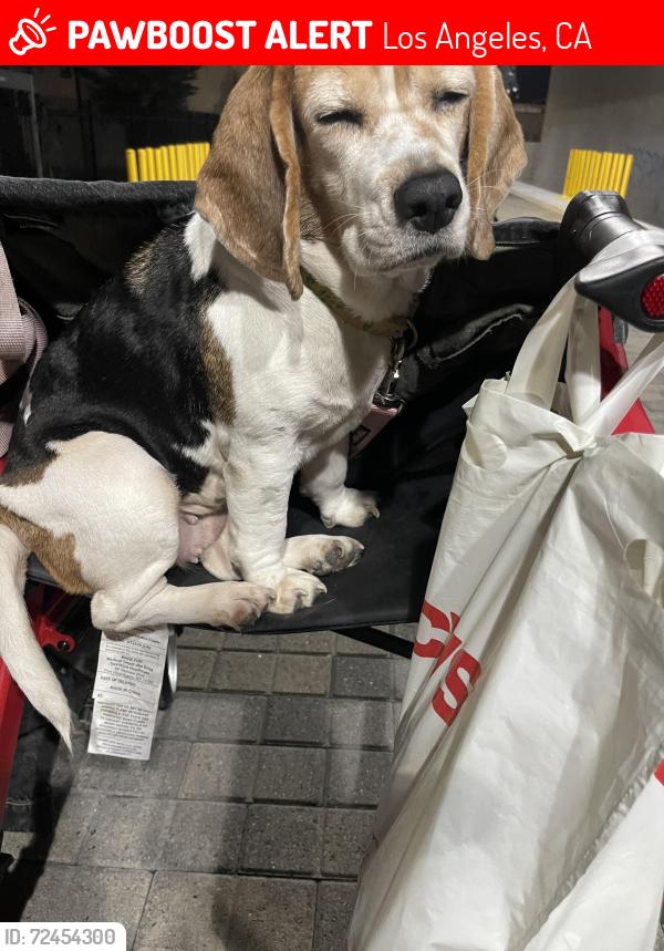 Lost Female Dog last seen Police station , Los Angeles, CA 90014