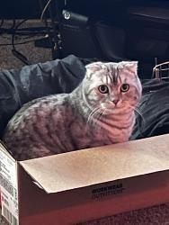 Lost Male Cat last seen Tuscany cove apts , West Valley City, UT 84120