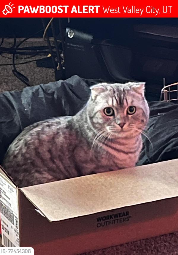 Lost Male Cat last seen Tuscany cove apts , West Valley City, UT 84120