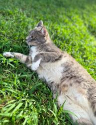 Lost Male Cat last seen SW Victory Ave, Port St. Lucie, FL 34952, Port St. Lucie, FL 34952