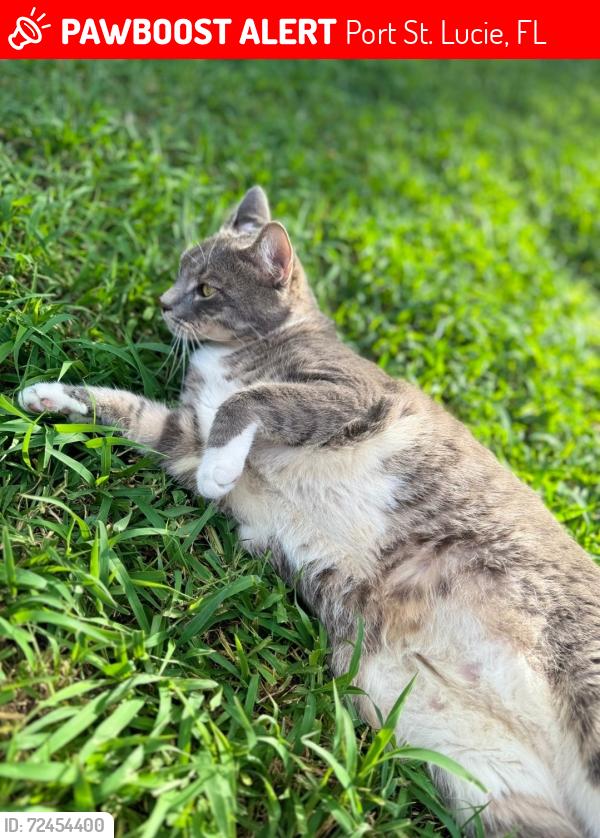 Lost Male Cat last seen SW Victory Ave, Port St. Lucie, FL 34952, Port St. Lucie, FL 34952