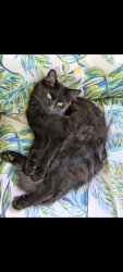Lost Female Cat last seen Mandan Ave. and Fatzler Rd. , Melbourne, FL 32935