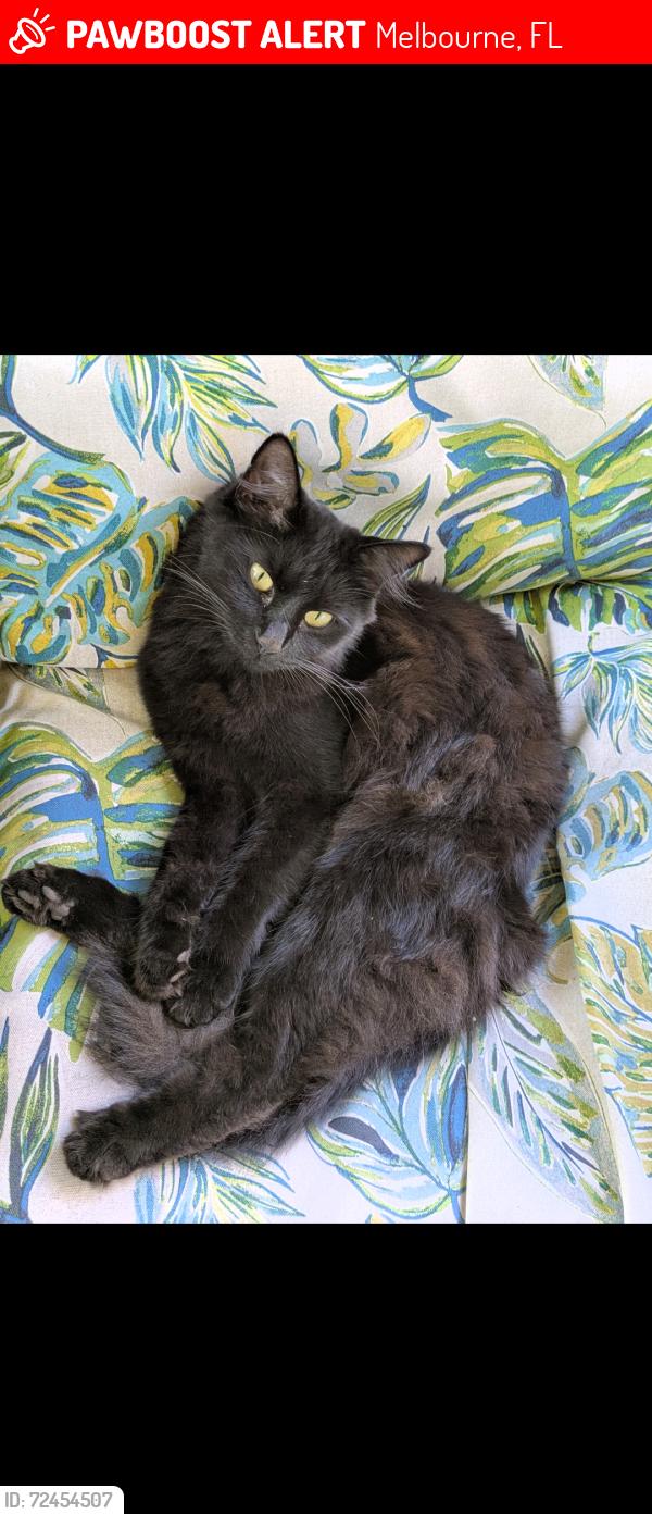 Lost Female Cat last seen Mandan Ave. and Fatzler Rd. , Melbourne, FL 32935