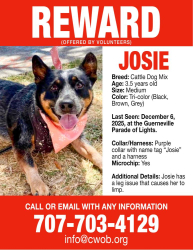 Lost Female Dog last seen Westamerica Bank next to Lark’s Drugs - Guerneville, Guerneville, CA 95446