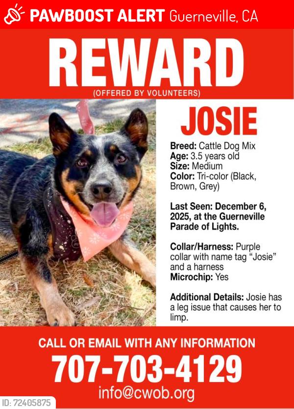 Lost Female Dog last seen Westamerica Bank next to Lark’s Drugs - Guerneville, Guerneville, CA 95446