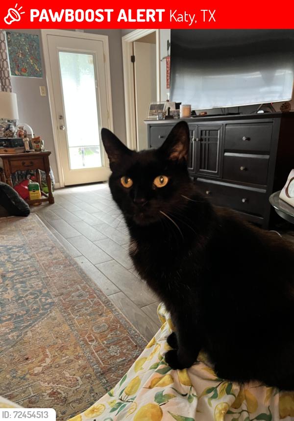 Lost Male Cat last seen Misty Cove & Wildhawk Dr, Katy, TX 77449