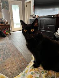 Lost Male Cat last seen Misty Cove & Wildhawk Dr, Katy, TX 77449