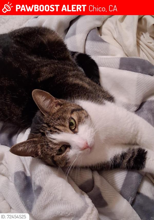 Lost Female Cat last seen Intersection of North Ave and Lupin, Chico, CA 95973