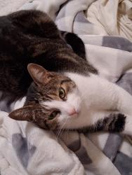 Lost Female Cat last seen Intersection of North Ave and Lupin, Chico, CA 95973