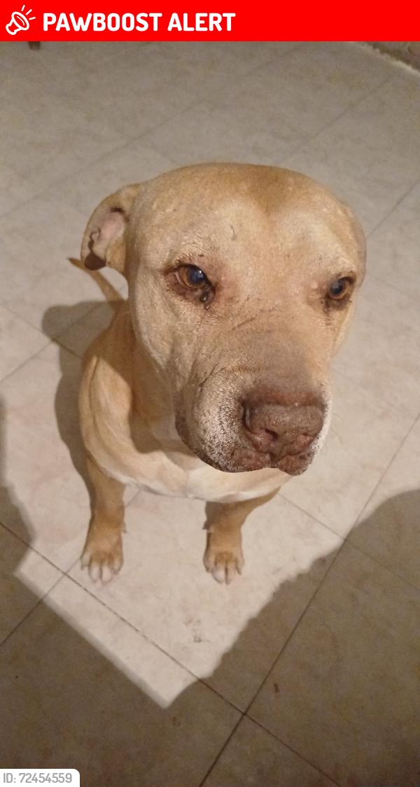 Lost Male Dog last seen Calle oaxtepec , Heroica Puebla de Zaragoza, Pue. 72495