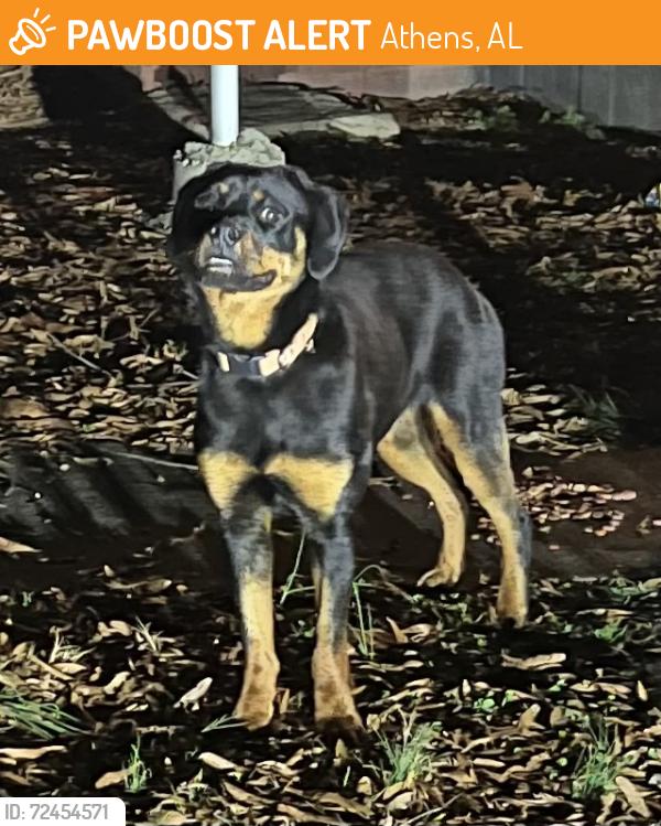 Found/Stray Female Dog last seen Ed Ray Rd and E. Limestone (between Copeland and Nick Davis), Athens, AL 35613