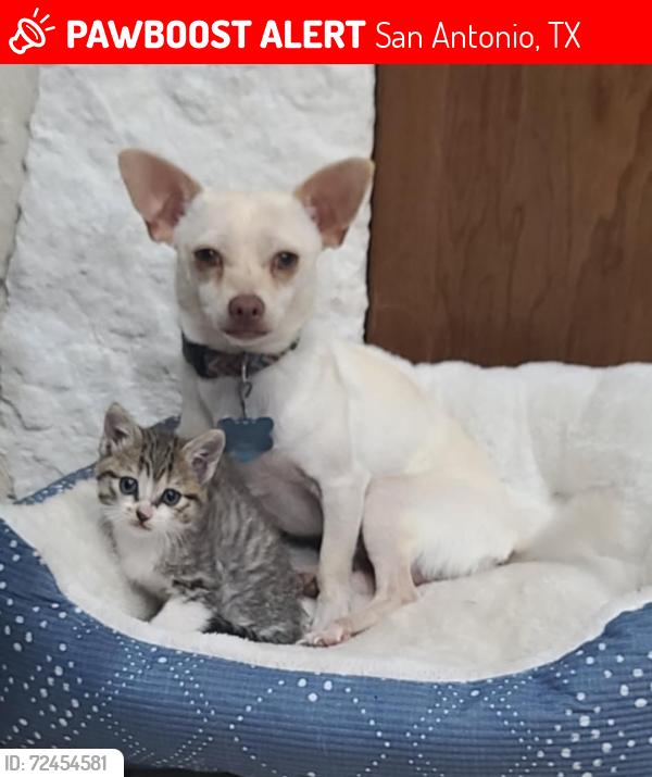 Lost Male Dog last seen Jwy 181 & Laguna Rd, San Antonio, TX 78223