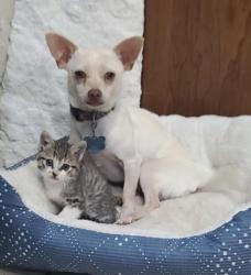 Lost Male Dog last seen Jwy 181 & Laguna Rd, San Antonio, TX 78223