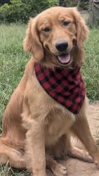 Lost Male Dog last seen Near State Route 50 , Altamont, TN 37301