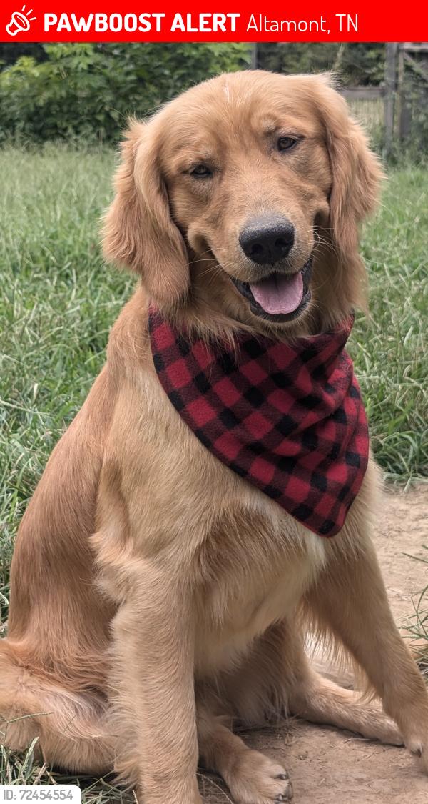 Lost Male Dog last seen Near State Route 50 , Altamont, TN 37301