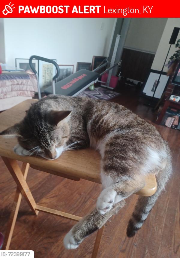 Lost Male Cat last seen Near Interstate 64 W, Lexington, KY 40505