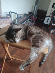 Lost Male Cat last seen Near Interstate 64 W, Lexington, KY 40505