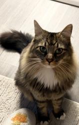 Lost Male Cat last seen Near Hewitt St, Summerville, SC 29486