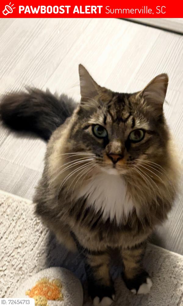 Lost Male Cat last seen Near Hewitt St, Summerville, SC 29486