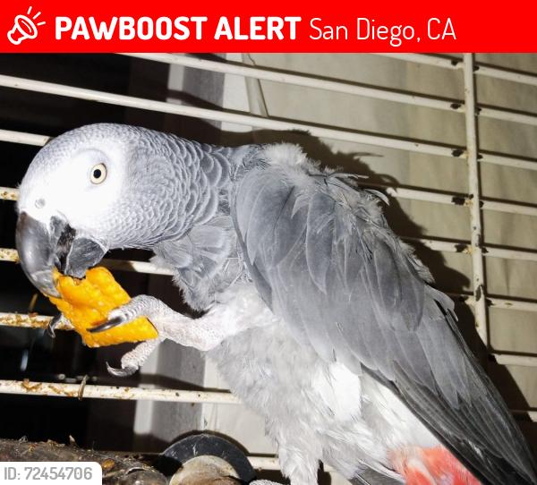 Lost Female Bird last seen Parking Lot by Vons in Denery Street , San Diego, CA 92154