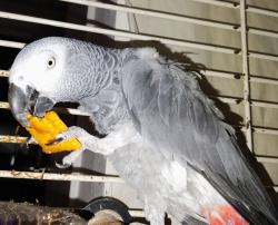 Lost Female Bird last seen Parking Lot by Vons in Denery Street , San Diego, CA 92154