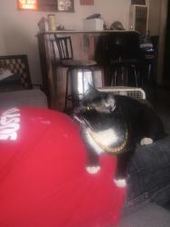 Lost Male Cat last seen Sacramento and tennesee, Vallejo, CA 94590