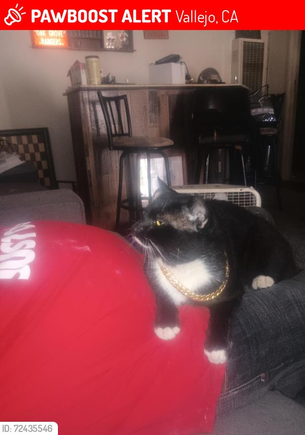 Lost Male Cat last seen Sacramento and tennesee, Vallejo, CA 94590